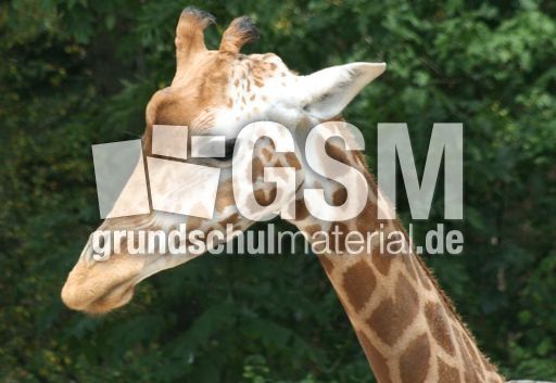 Giraffe-084.jpg